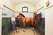horse 
