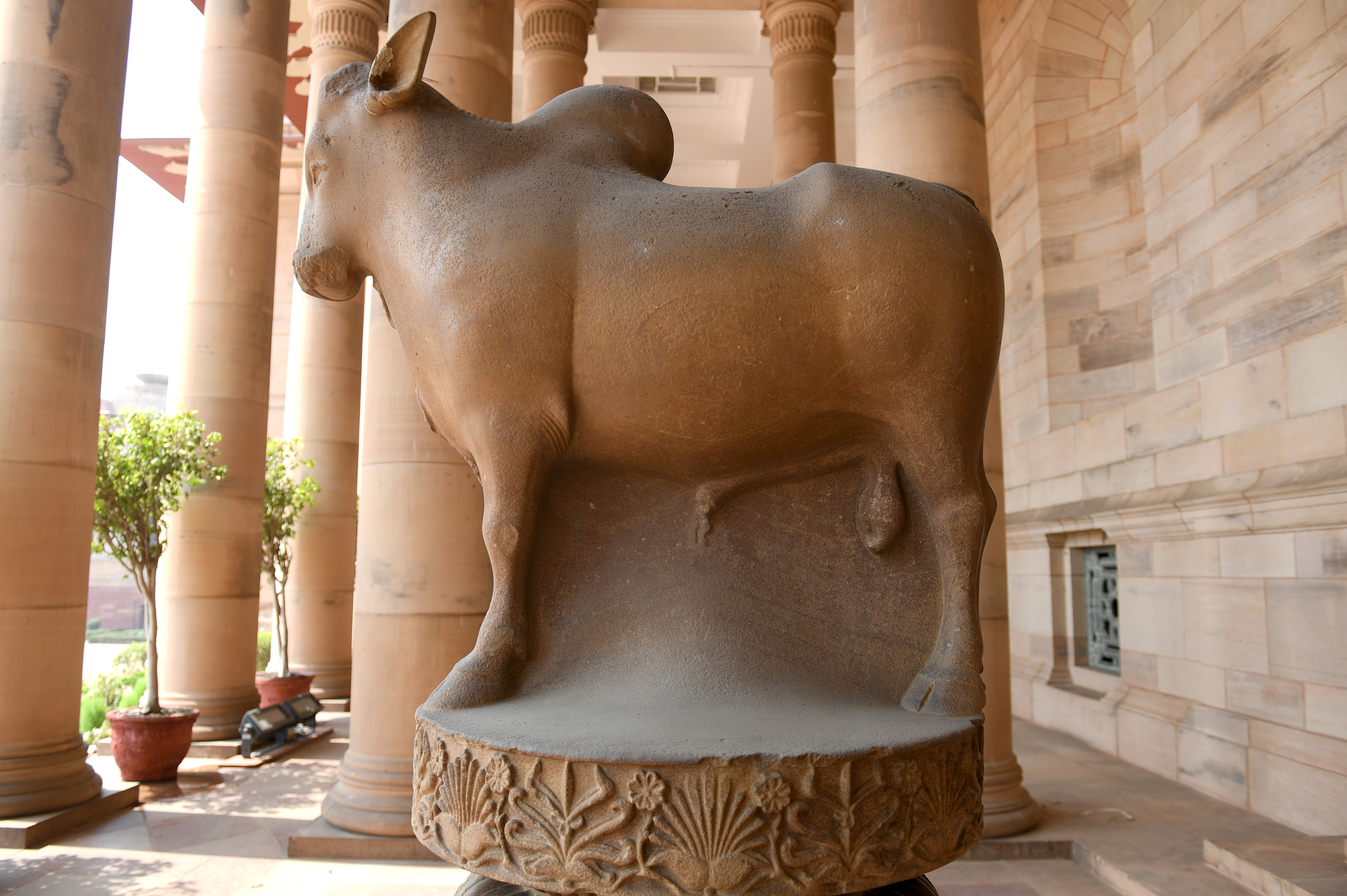 Rampurva Bull